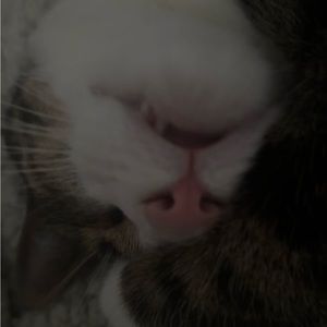 Meet your Posher, Shoompy